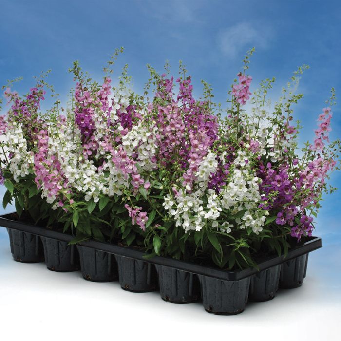 Angelonia flowers deals